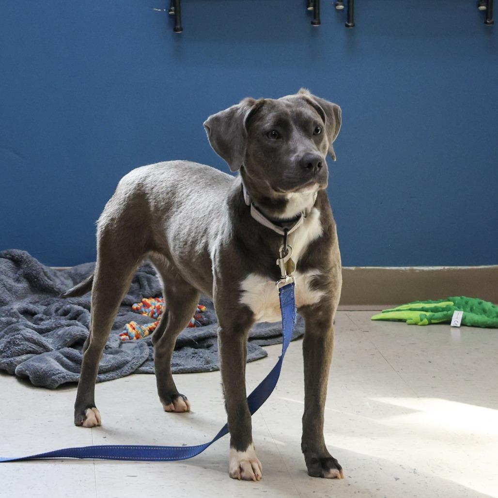 Toast, a Adoptable Mixed Breed in Auburn, AL image 4/6