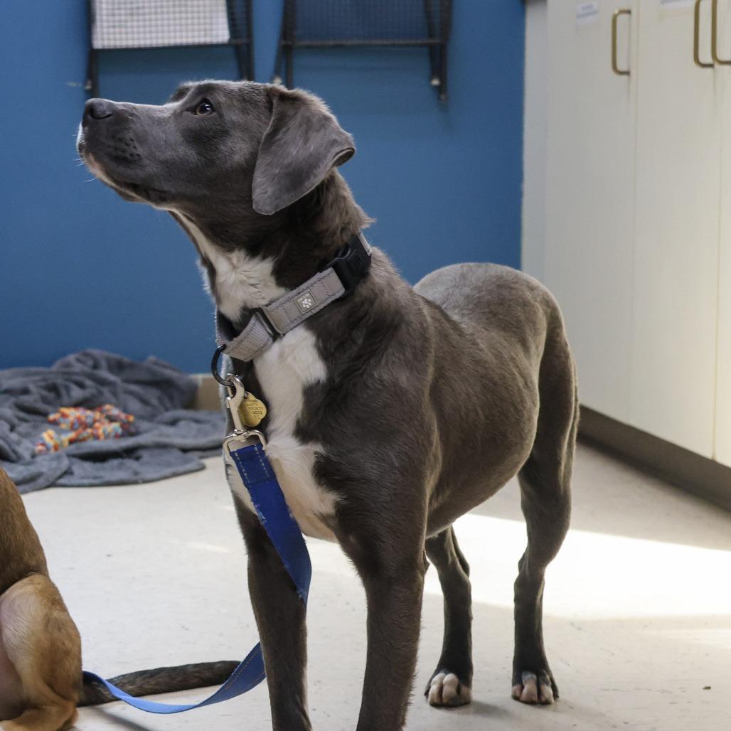 Toast, a Adoptable Mixed Breed in Auburn, AL image 5/6