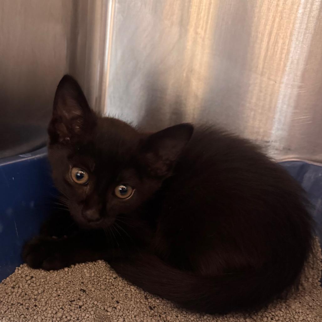Hemingway, Adoptable, Kitten Male Domestic Short Hair.