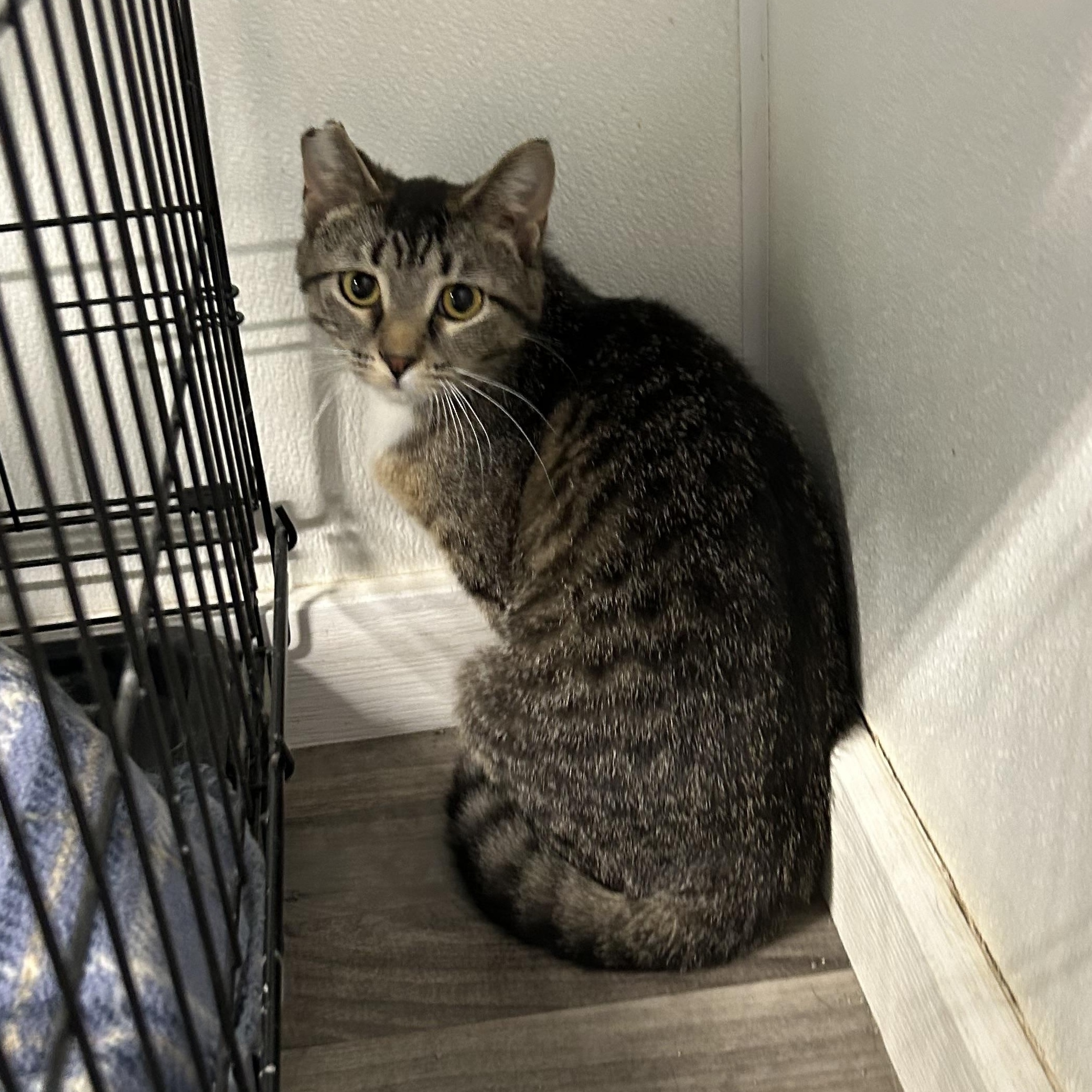 Mrs.Norris, Adoptable, Young Female Domestic Short Hair.