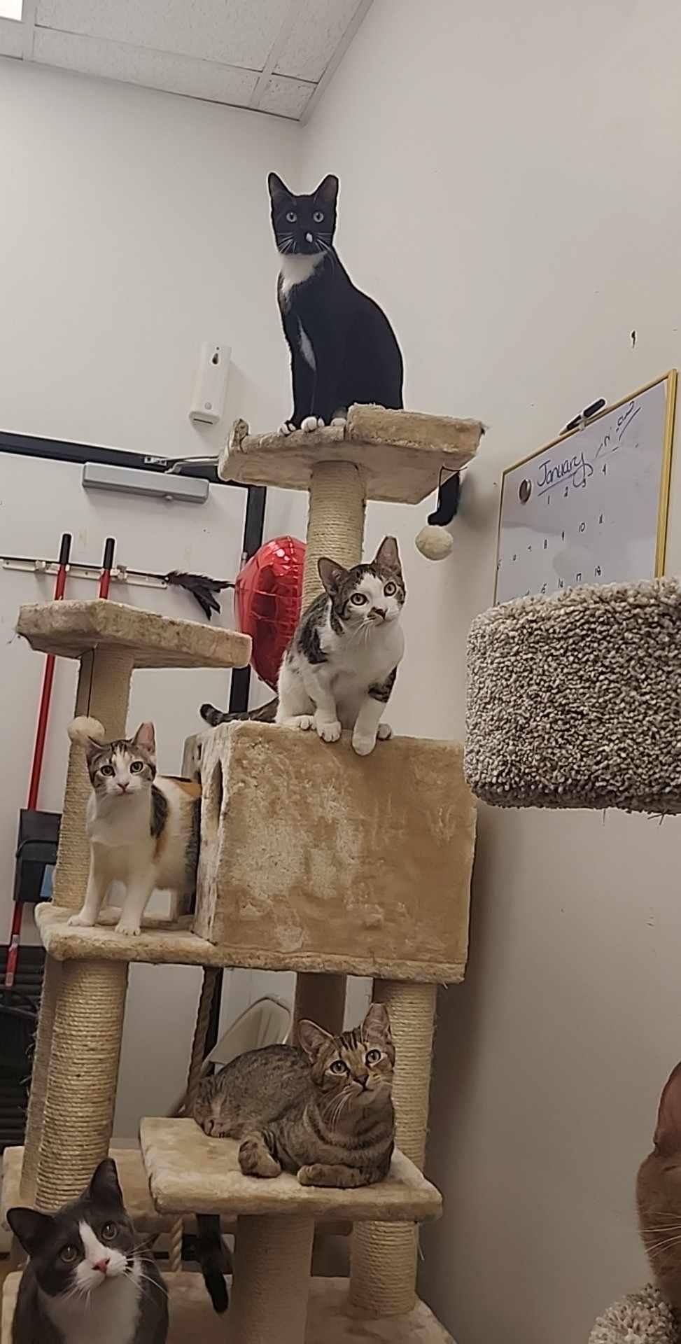 Enlarge Dot, a Adopted Domestic Short Hair in Charlotte, NC image 1/1