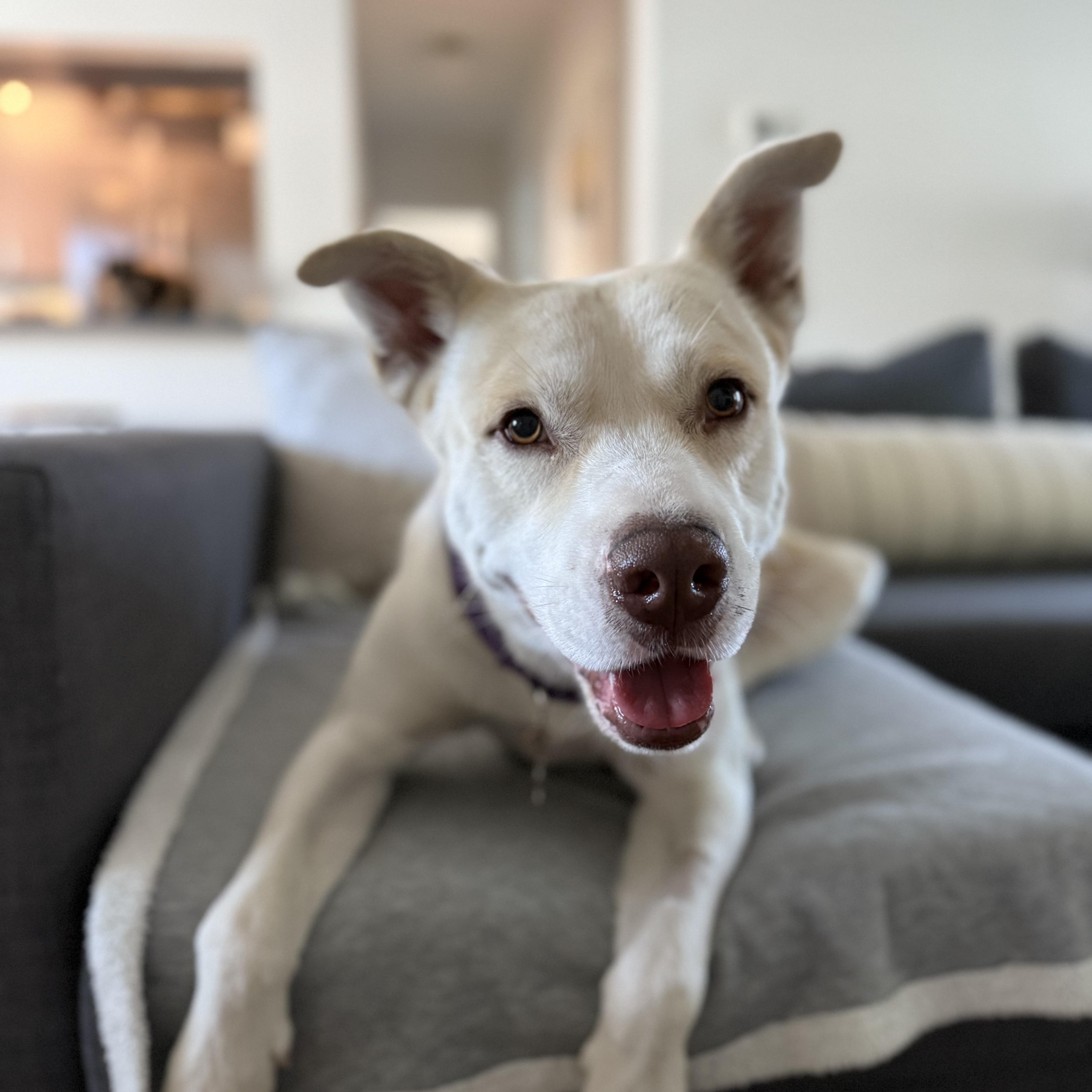 Enlarge Bambino, a Adoptable mixed breed in Plantation, FL image 1/3