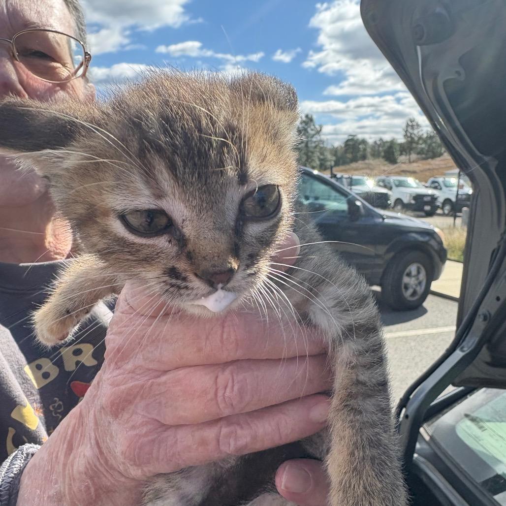 Duchtess, Adoptable, Kitten Female Domestic Short Hair.