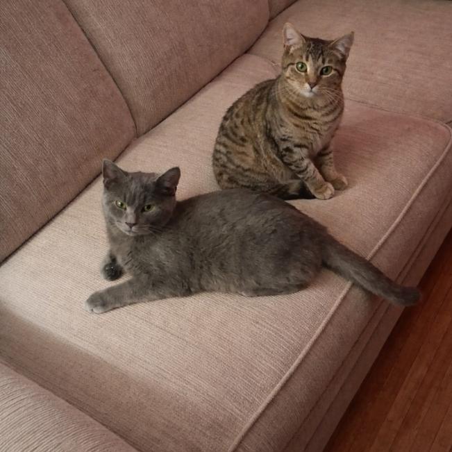 Enlarge Grey Boy, a Adoptable Domestic Short Hair in Canton, IL image 1/6