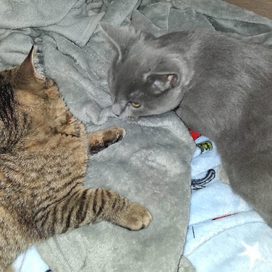 Enlarge Grey Boy, a Adoptable Domestic Short Hair in Canton, IL image 2/6