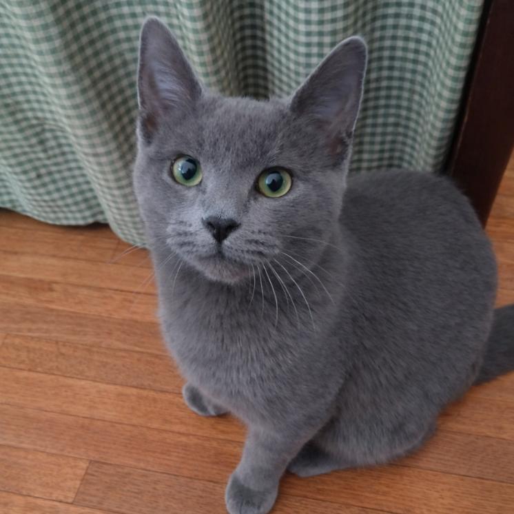 Enlarge Grey Boy, a Adoptable Domestic Short Hair in Canton, IL image 2/6