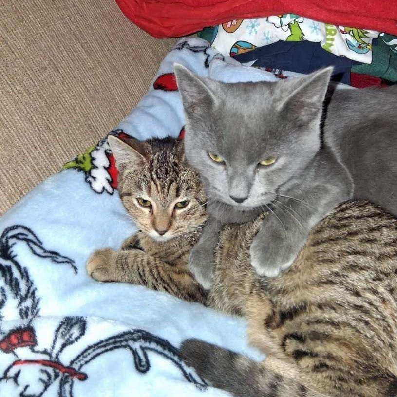 Enlarge Grey Boy, a Adoptable Domestic Short Hair in Canton, IL image 3/6