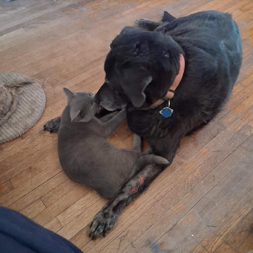 Enlarge Grey Boy, a Adoptable Domestic Short Hair in Canton, IL image 5/6