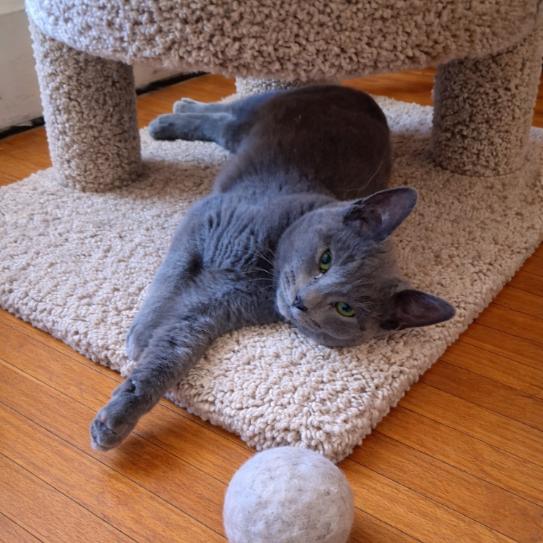 Enlarge Grey Boy, a Adoptable Domestic Short Hair in Canton, IL image 6/6