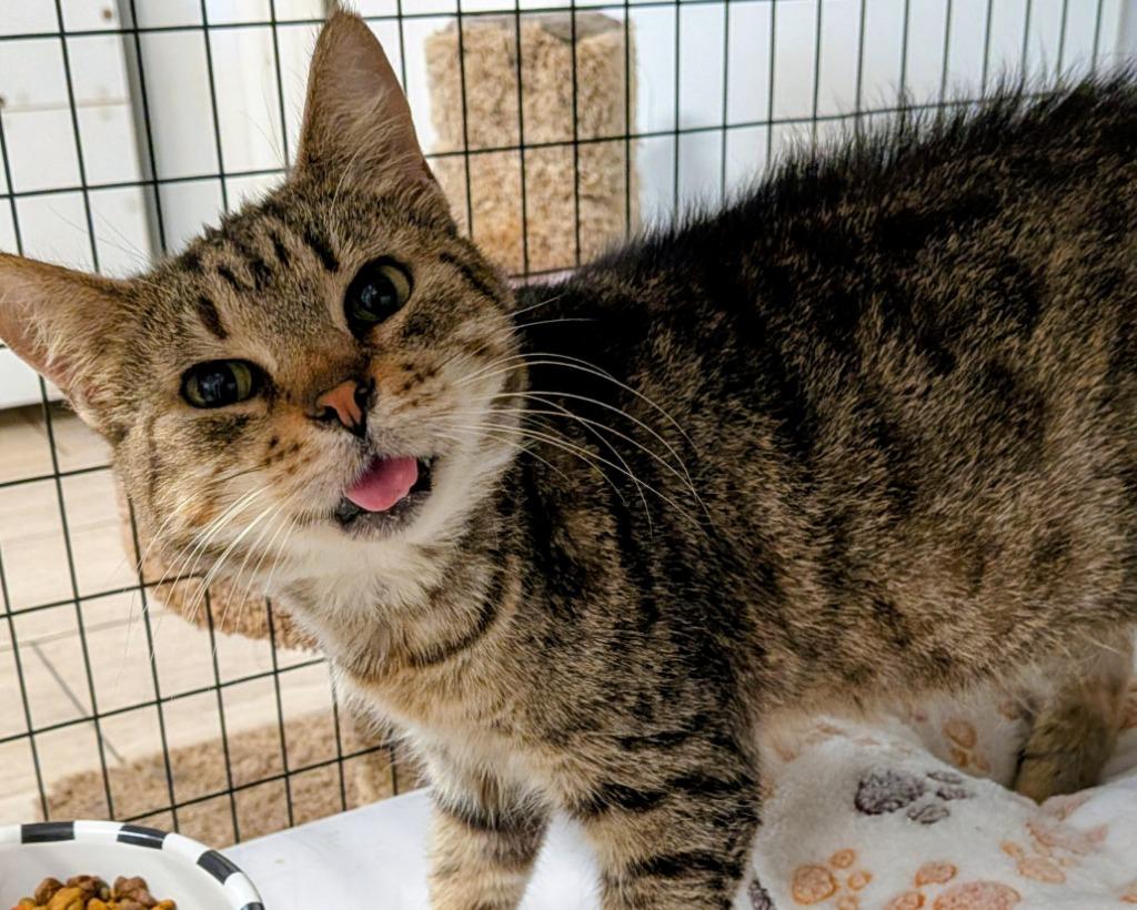 Enlarge Carina, a Adoptable mixed breed in St. Augustine, FL image 1/1