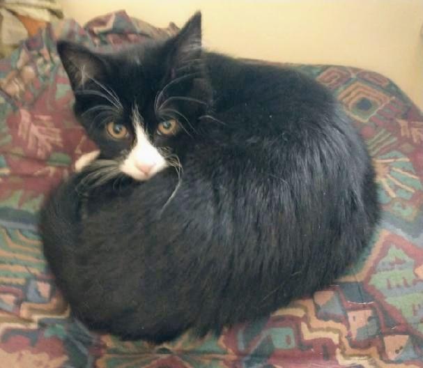 Enlarge Pippa, a Adoptable Tuxedo in Waynesboro, VA image 1/3