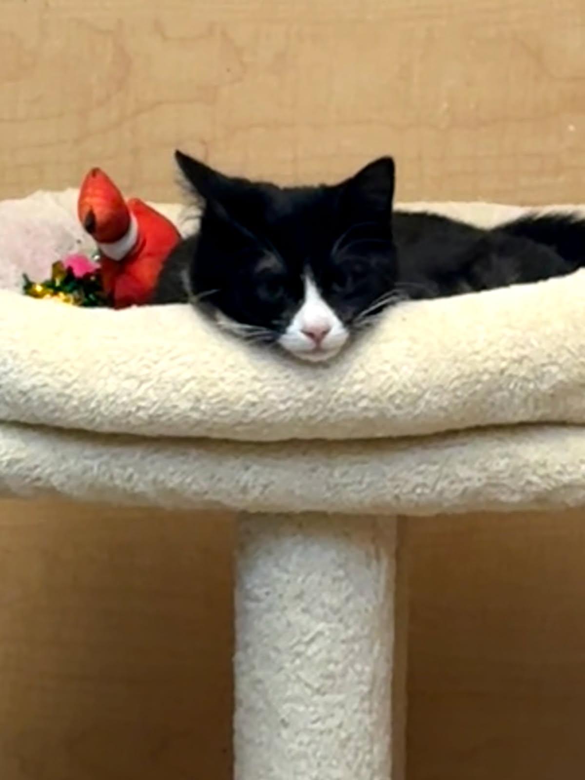 Enlarge Pippa, a Adoptable Tuxedo in Waynesboro, VA image 2/3