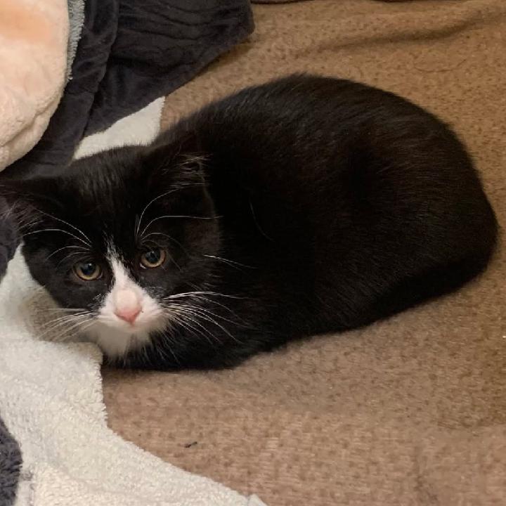 Enlarge Pippa, a Adoptable Tuxedo in Waynesboro, VA image 3/3