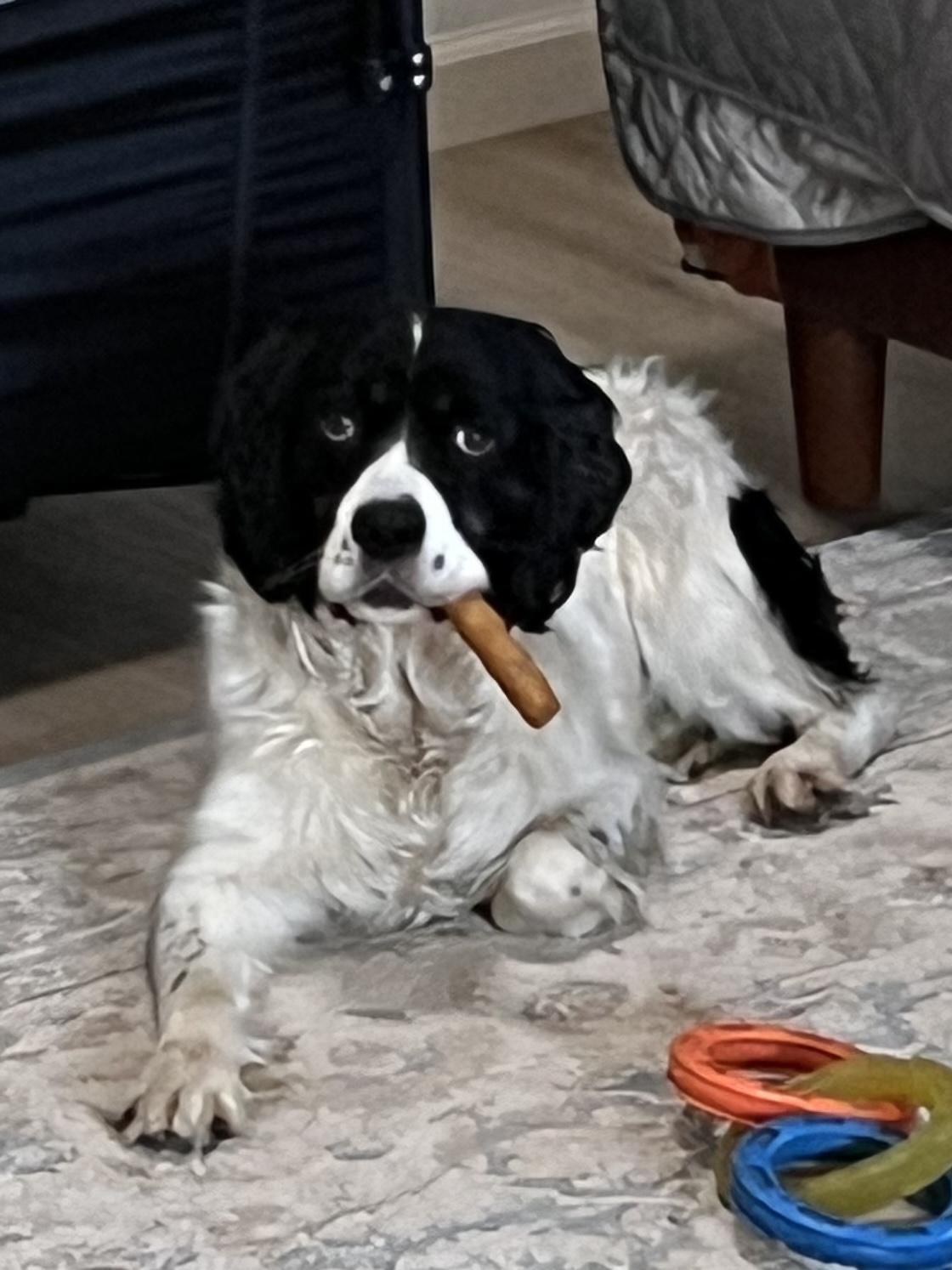 Enlarge Meet Olive – Your Loyal, Loving Adventure Buddy , a ADOPTABLE English Springer Spaniel in woodland, CA image 5/6