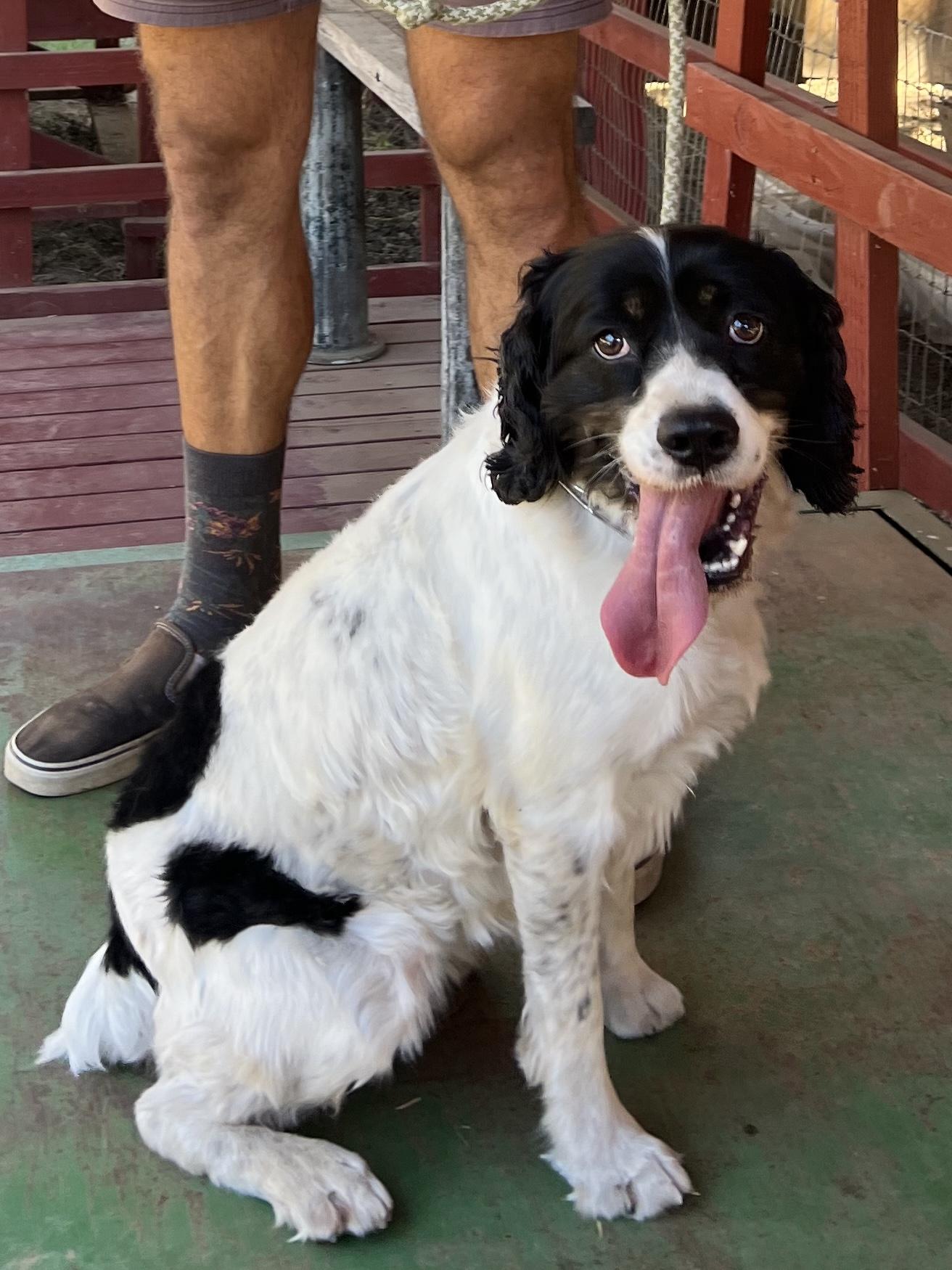 Enlarge Meet Olive – Your Loyal, Loving Adventure Buddy , a ADOPTABLE English Springer Spaniel in woodland, CA image 4/6