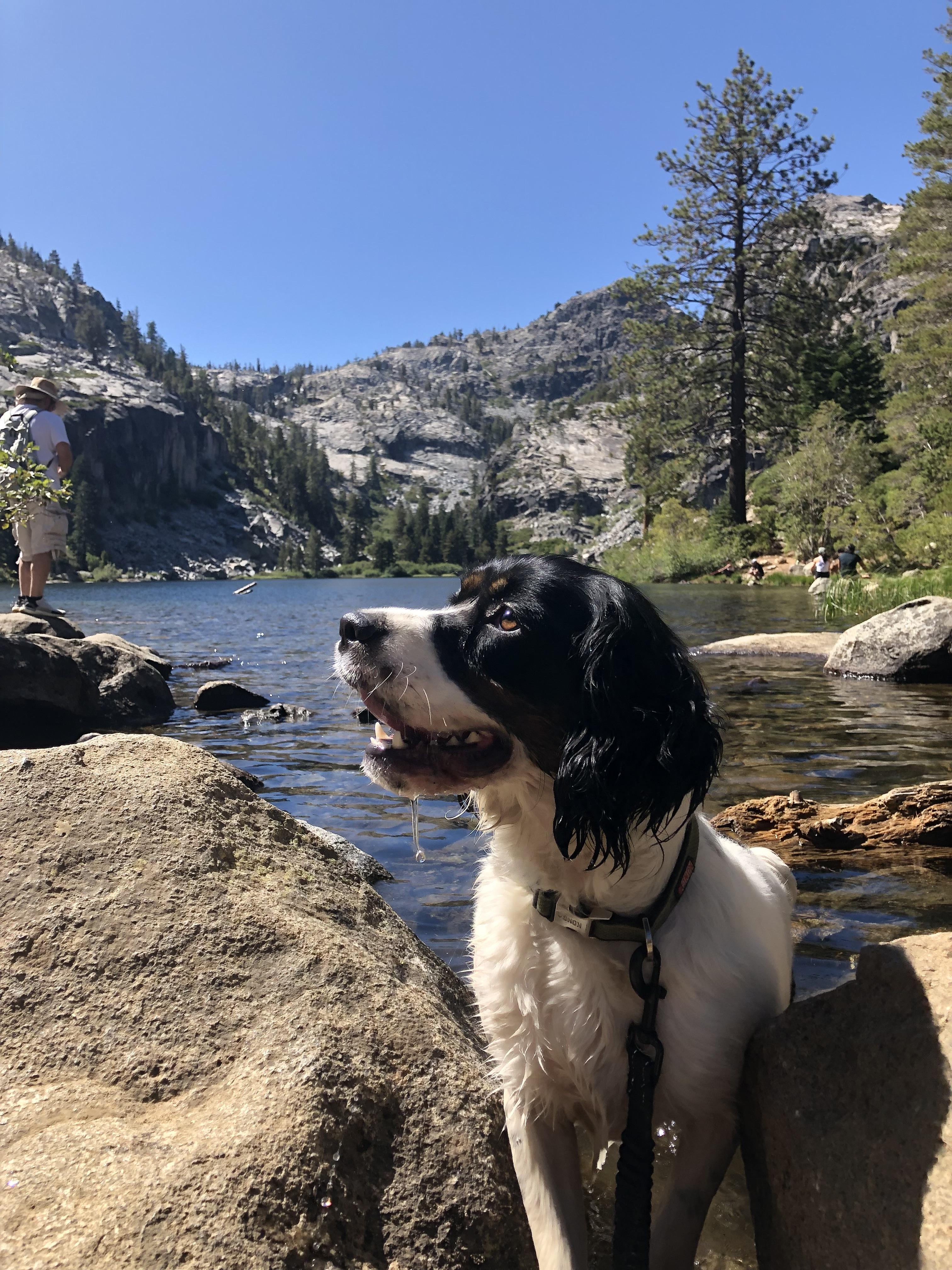 Enlarge Meet Olive – Your Loyal, Loving Adventure Buddy , a ADOPTABLE English Springer Spaniel in woodland, CA image 6/6