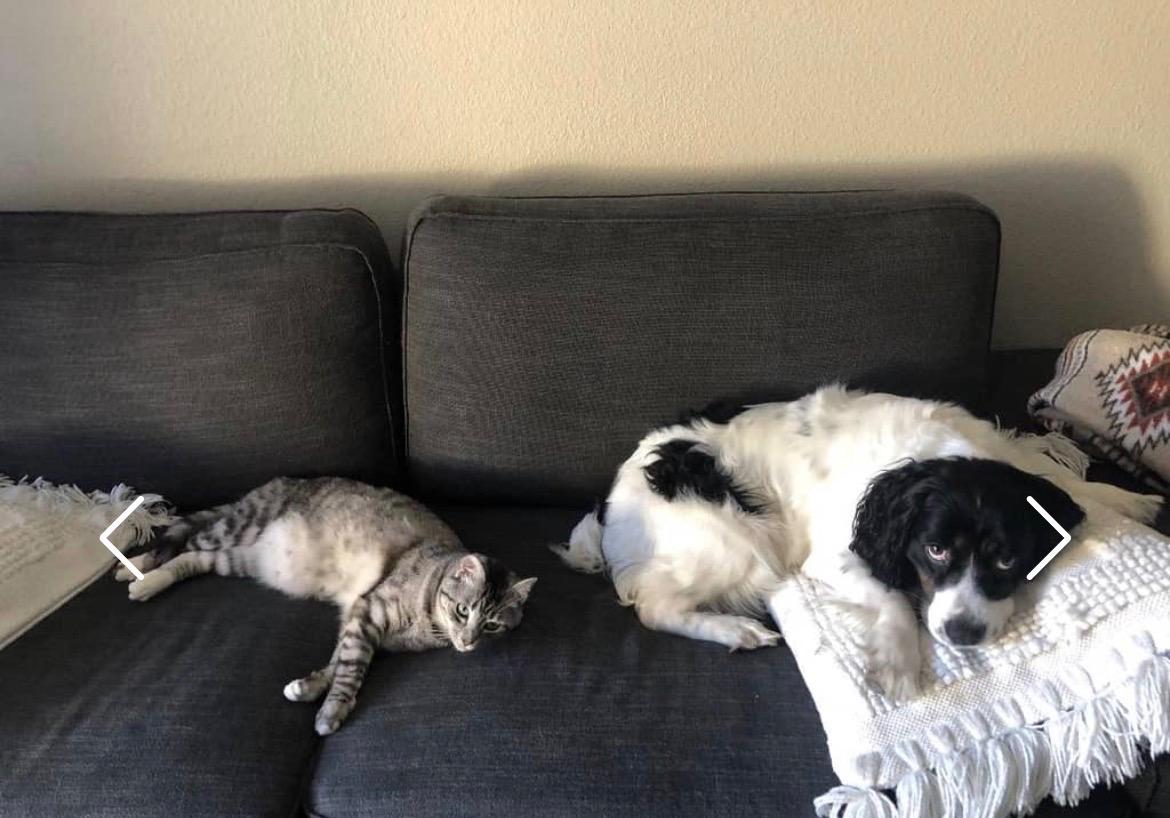 Enlarge Meet Olive – Your Loyal, Loving Adventure Buddy , a ADOPTABLE English Springer Spaniel in woodland, CA image 2/6