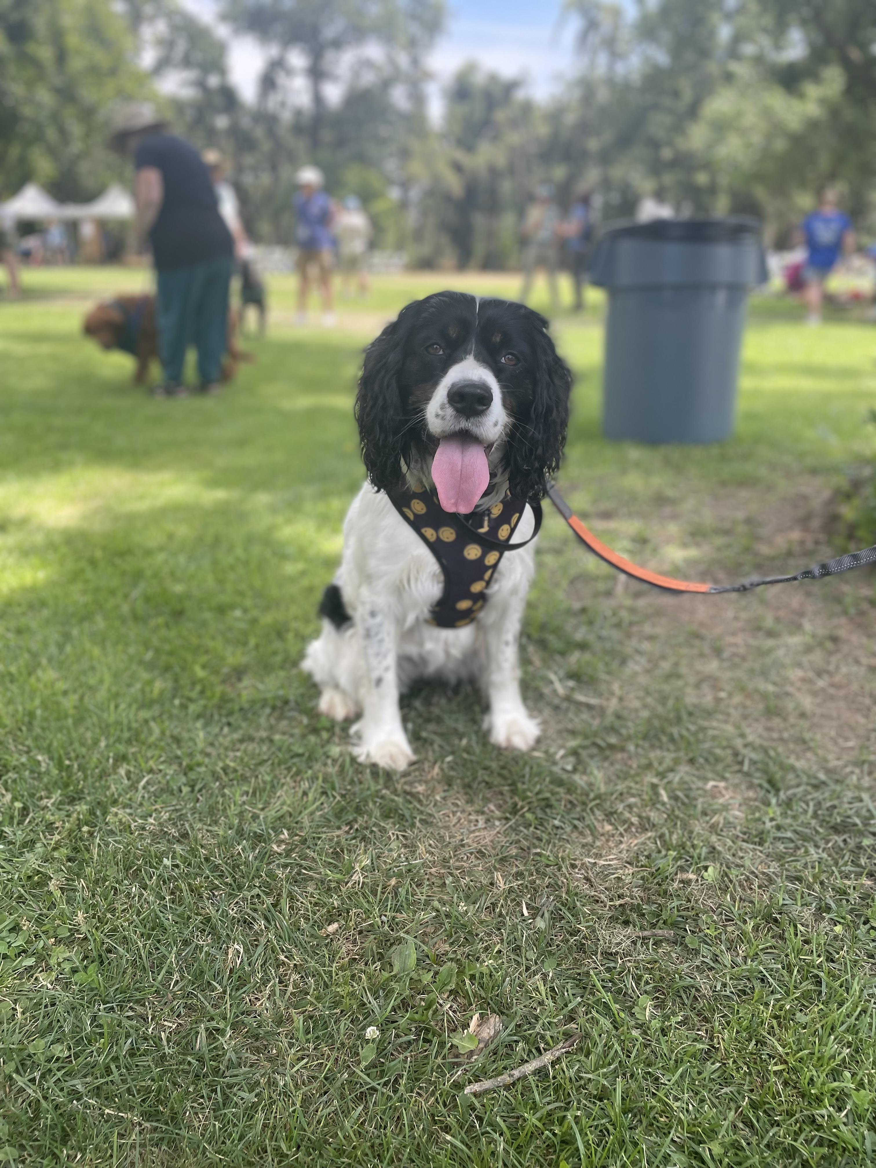 Enlarge Meet Olive – Your Loyal, Loving Adventure Buddy , a ADOPTABLE English Springer Spaniel in woodland, CA image 1/6