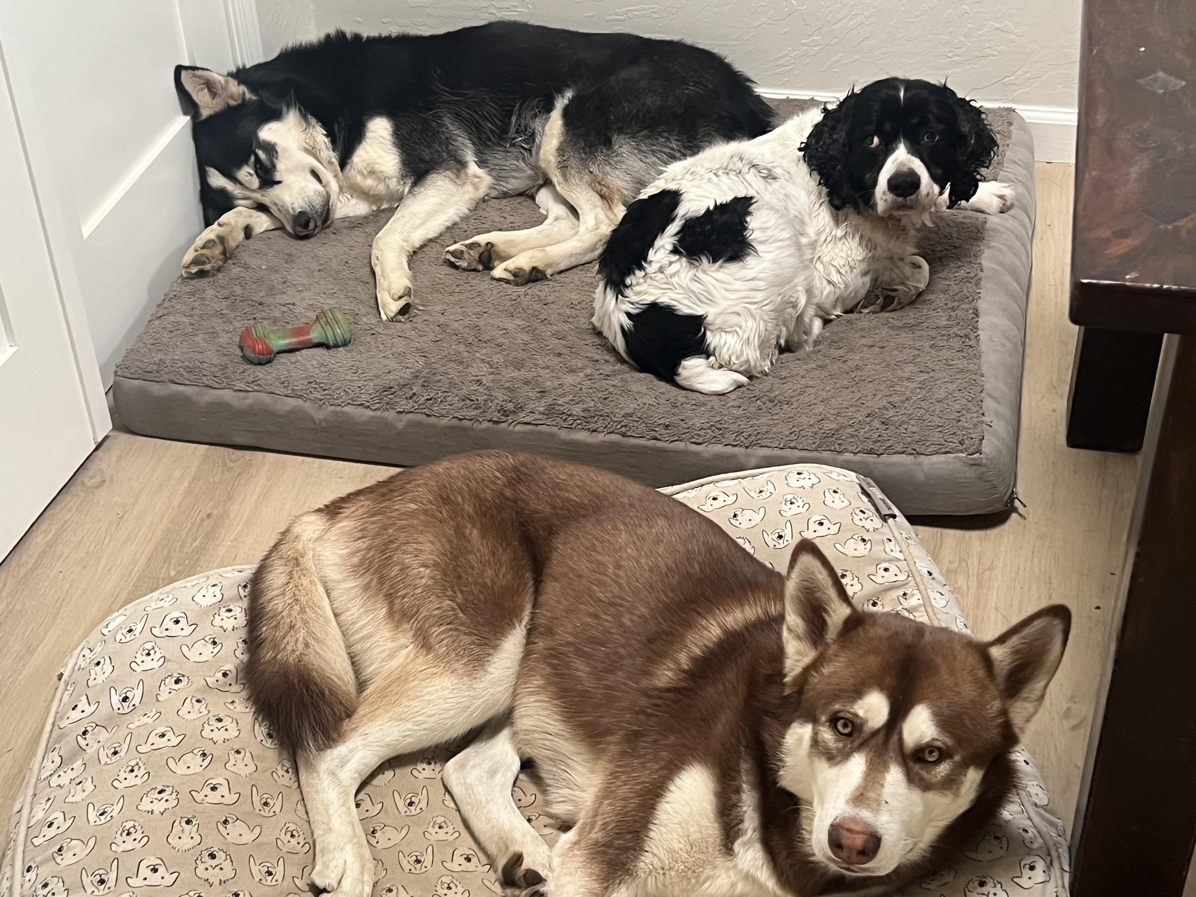 Enlarge Meet Olive – Your Loyal, Loving Adventure Buddy , a ADOPTABLE English Springer Spaniel in woodland, CA image 3/6