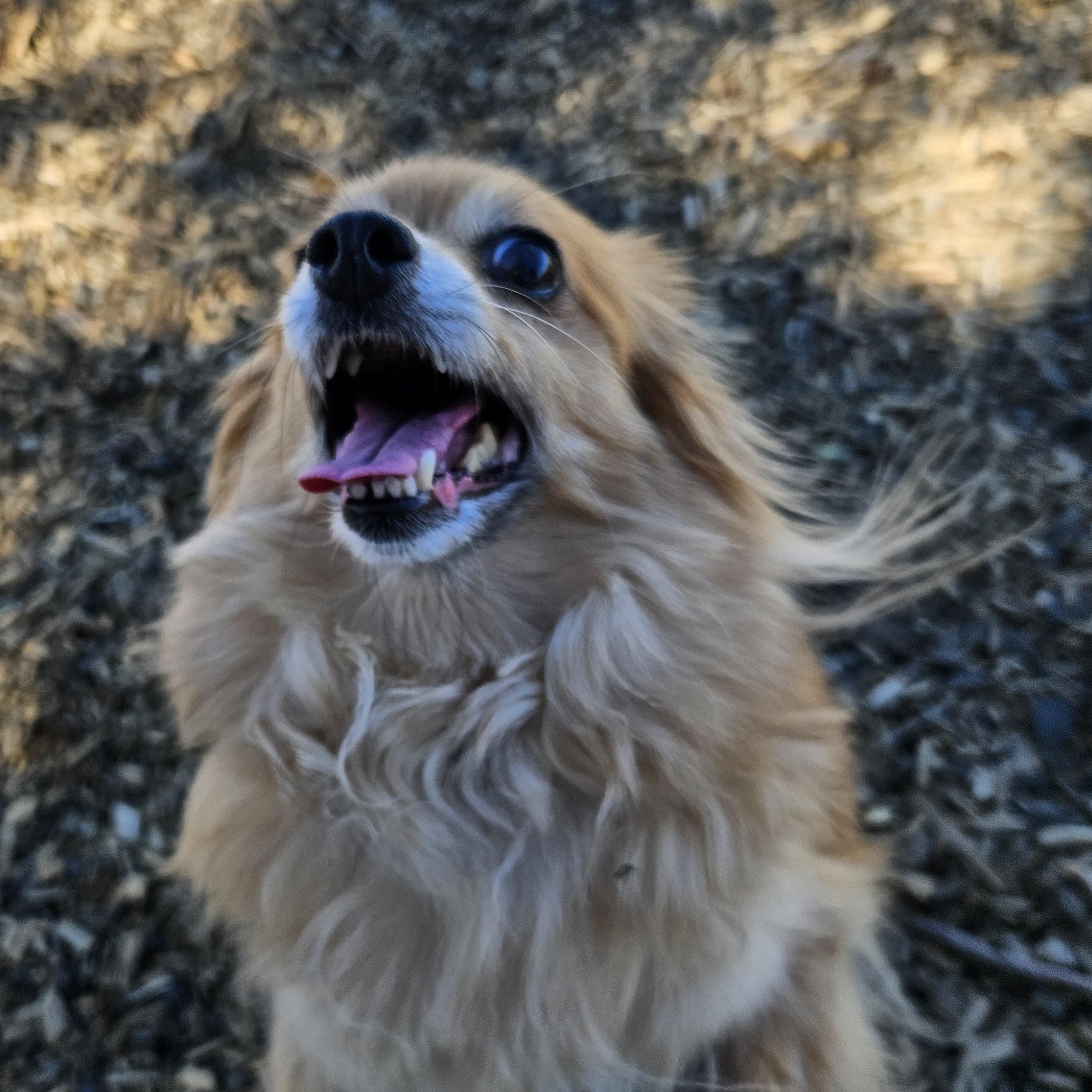 Enlarge Tobi (& Yogi), an adopted mixed breed in The Dalles, OR image 4/4