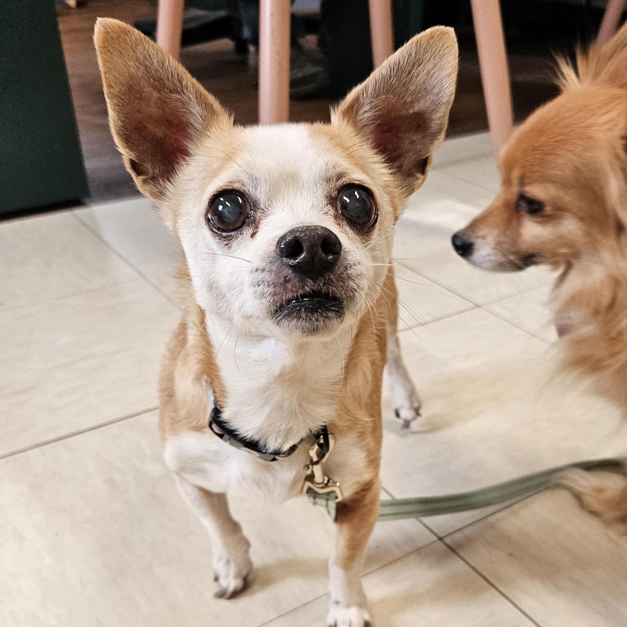 Enlarge Tobi (& Yogi), an adopted mixed breed in The Dalles, OR image 1/4