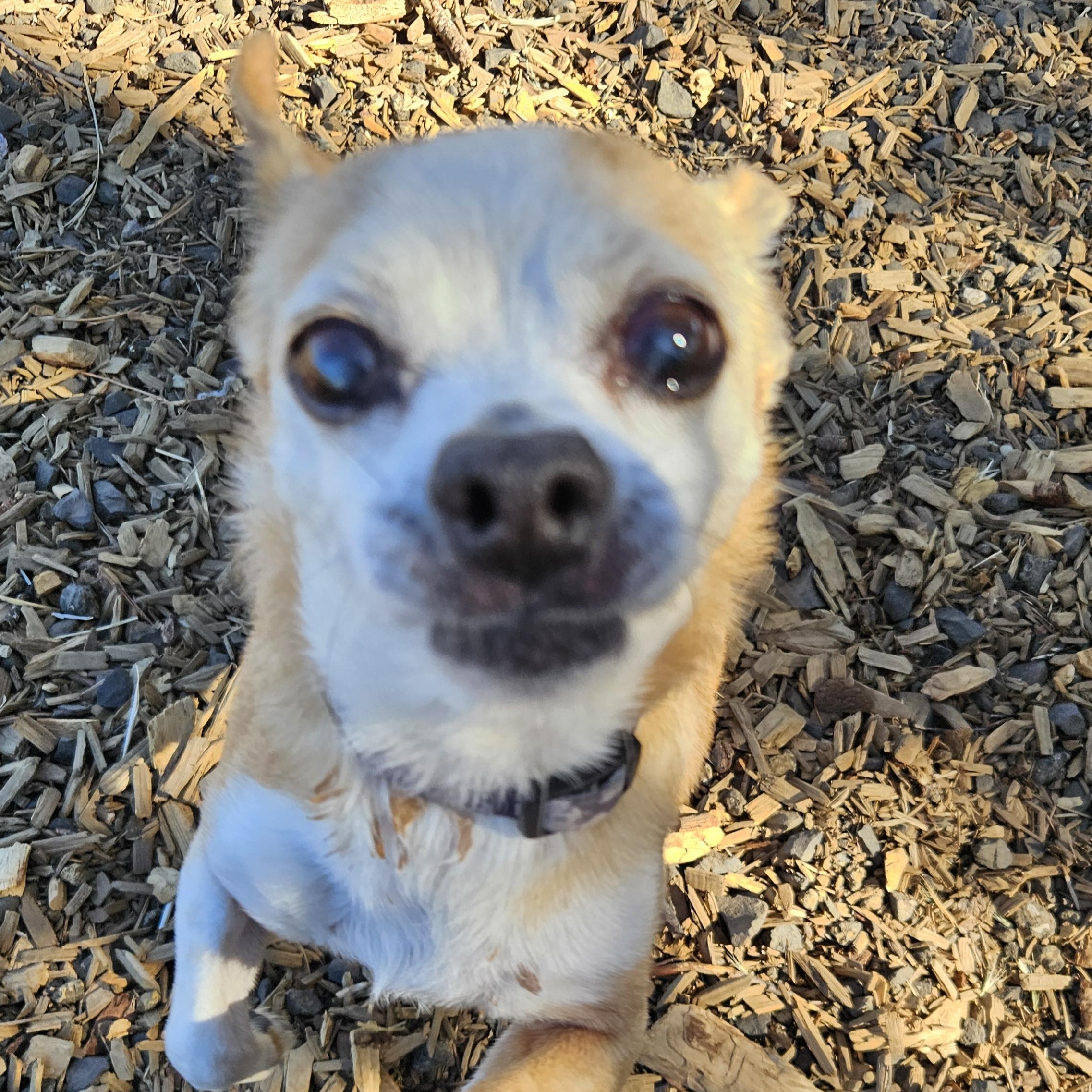 Enlarge Tobi (& Yogi), an adopted mixed breed in The Dalles, OR image 2/4
