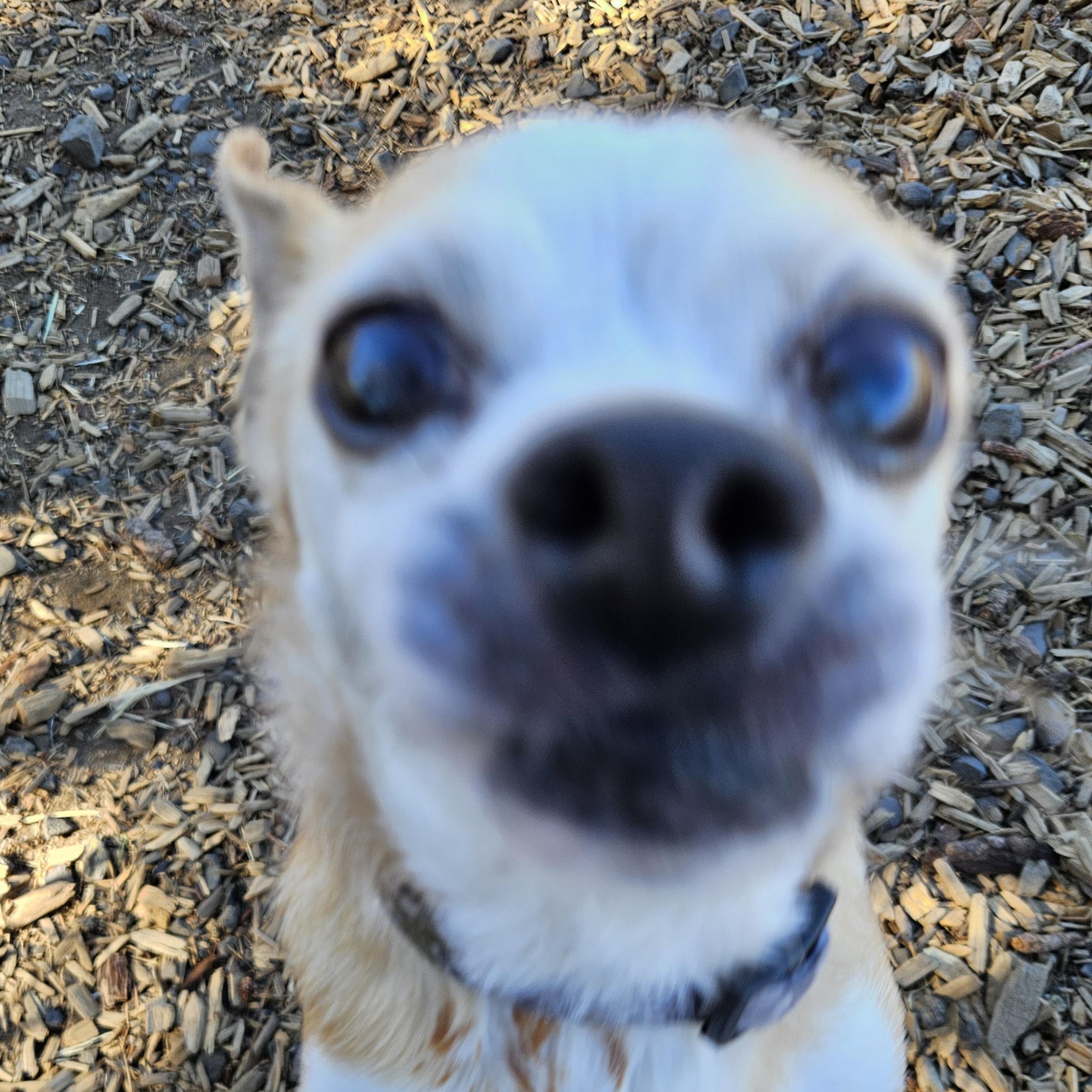 Enlarge Tobi (& Yogi), an adopted mixed breed in The Dalles, OR image 3/4