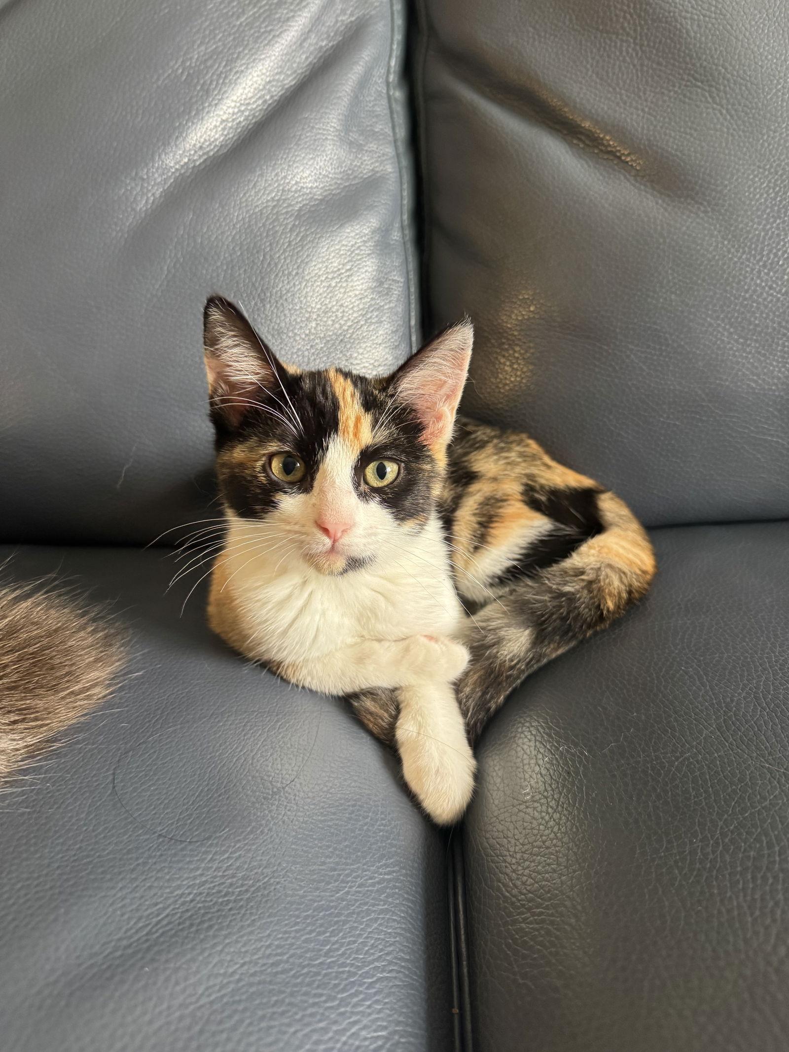Noemi's Princess Daisy, Adopted, Kitten Female Domestic Short Hair & Calico.