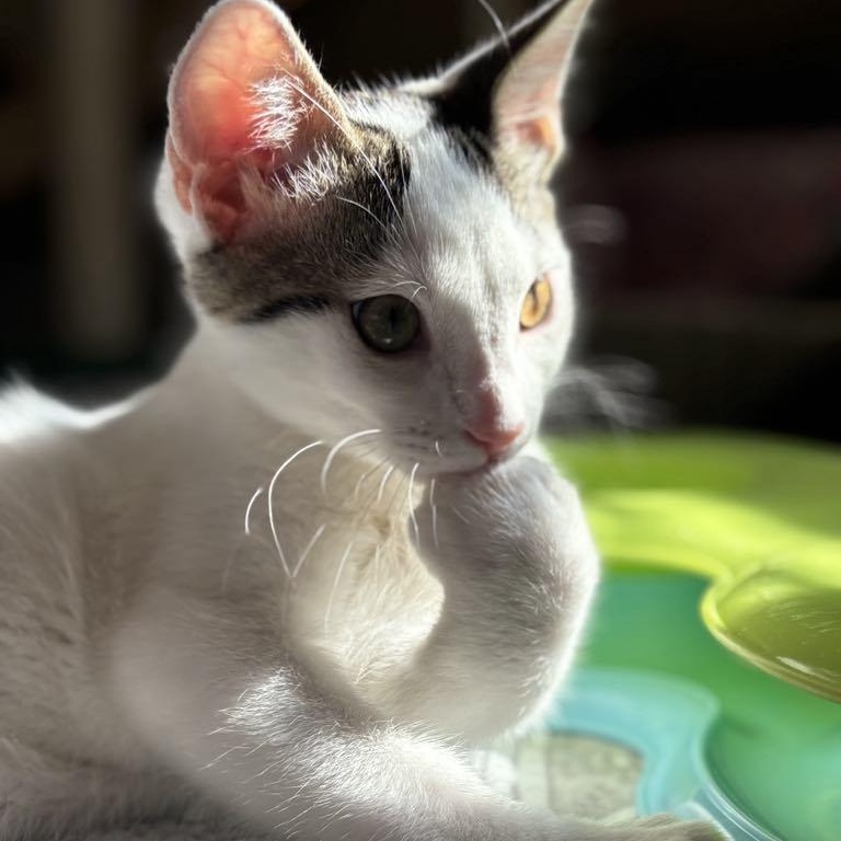 Maury, Baby Male Domestic Short Hair