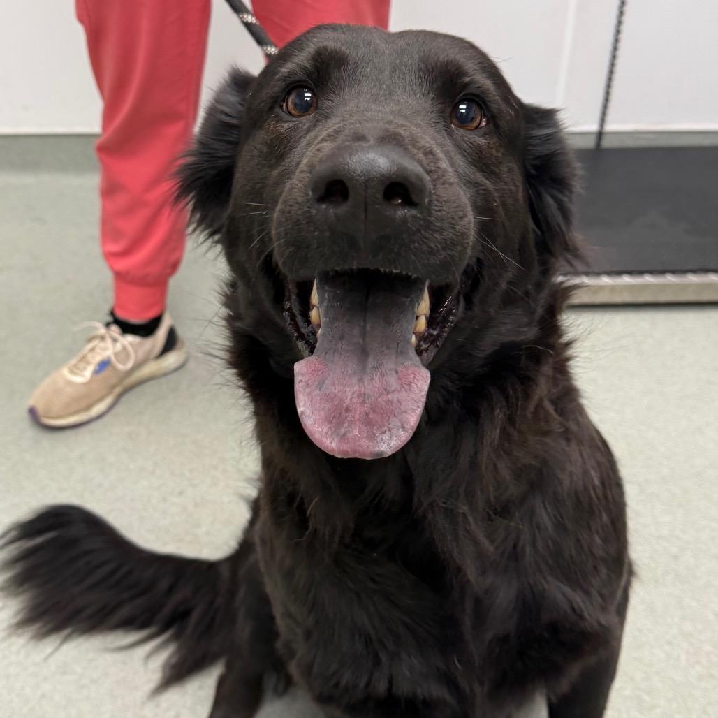 Romulus, Adoptable, Adult Male Black Labrador Retriever & Shepherd.