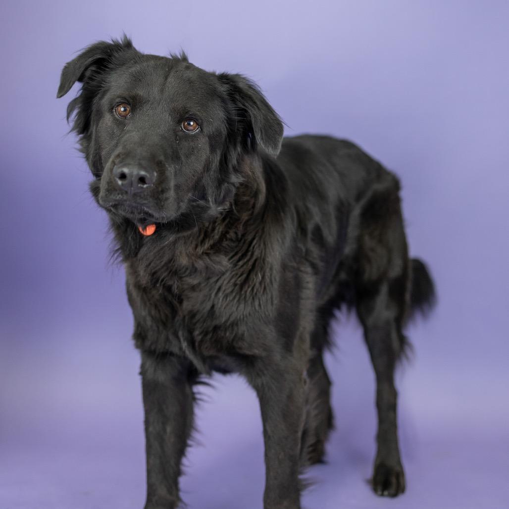 Enlarge Romulus, a Adoptable mixed breed in Portland, OR image 2/2