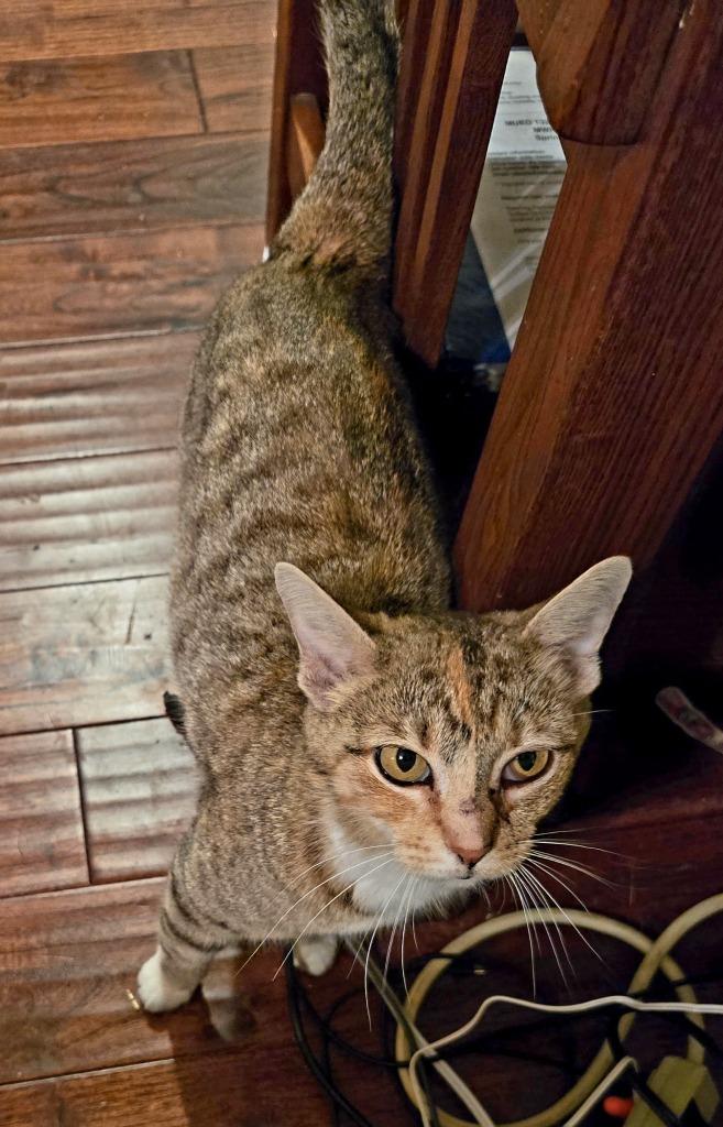 Mama Morton, Adoptable, Young Female Domestic Short Hair.