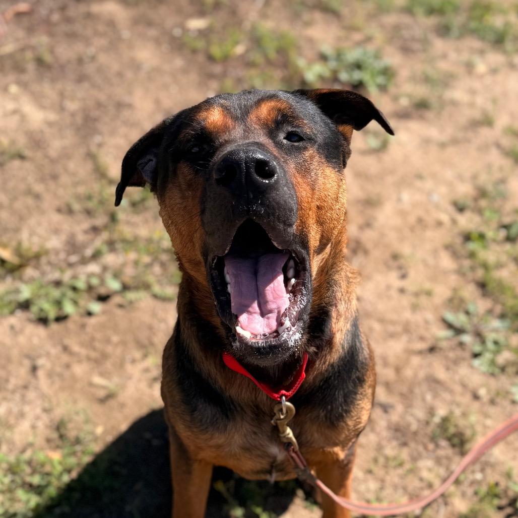 King, Adoptable, Adult Male Mixed Breed.