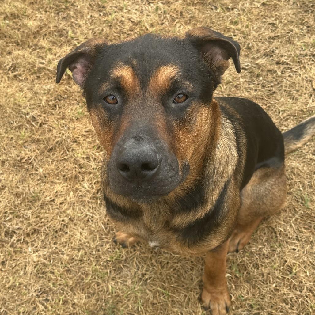 Enlarge King, a Adoptable Mixed Breed in Santa Barbara, CA image 2/6
