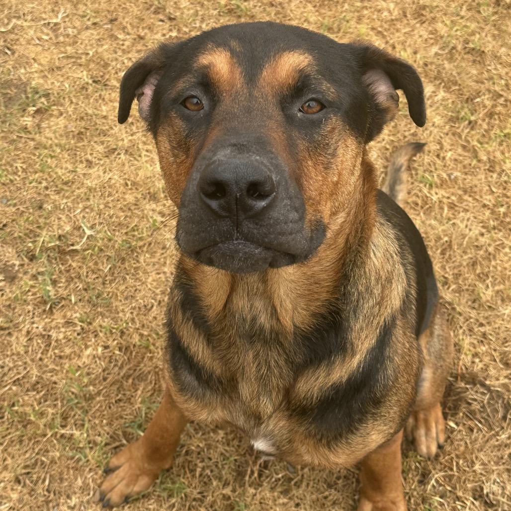 Enlarge King, a Adoptable Mixed Breed in Santa Barbara, CA image 3/6