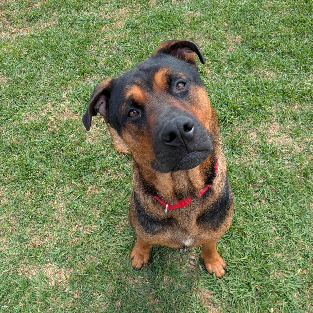 Enlarge King, a Adoptable Mixed Breed in Santa Barbara, CA image 4/6