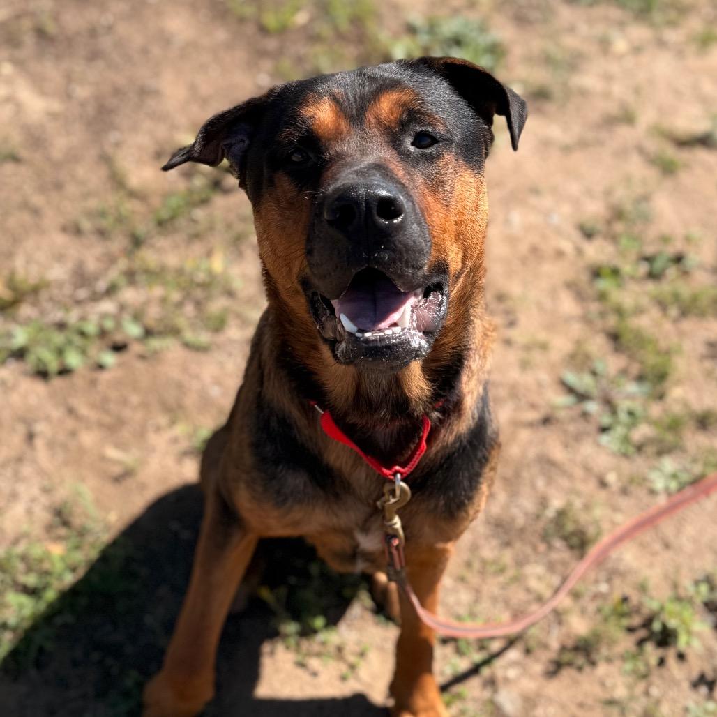 Enlarge King, a Adoptable Mixed Breed in Santa Barbara, CA image 5/6