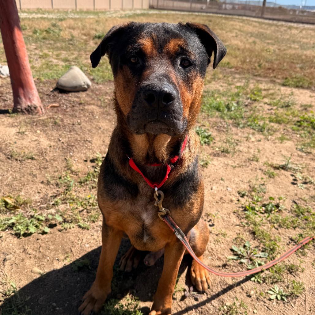 Enlarge King, a Adoptable Rottweiler in Santa Barbara, CA image 4/6