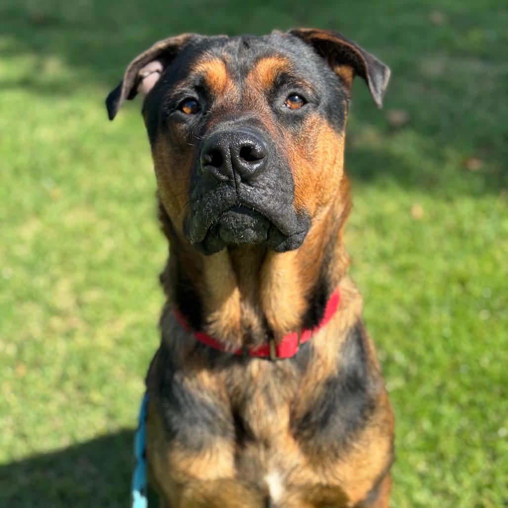 Enlarge King, a Adoptable Rottweiler in Santa Barbara, CA image 5/6