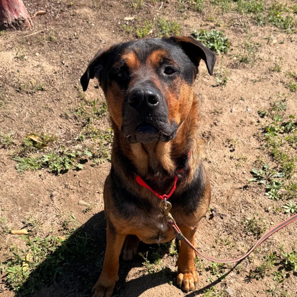 Enlarge King, a Adoptable Mixed Breed in Santa Barbara, CA image 6/6