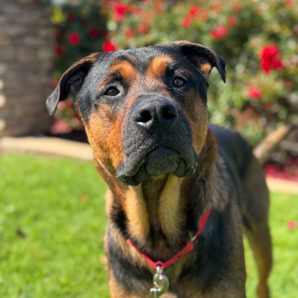 Enlarge King, a Adoptable Mixed Breed in Santa Barbara, CA image 6/6