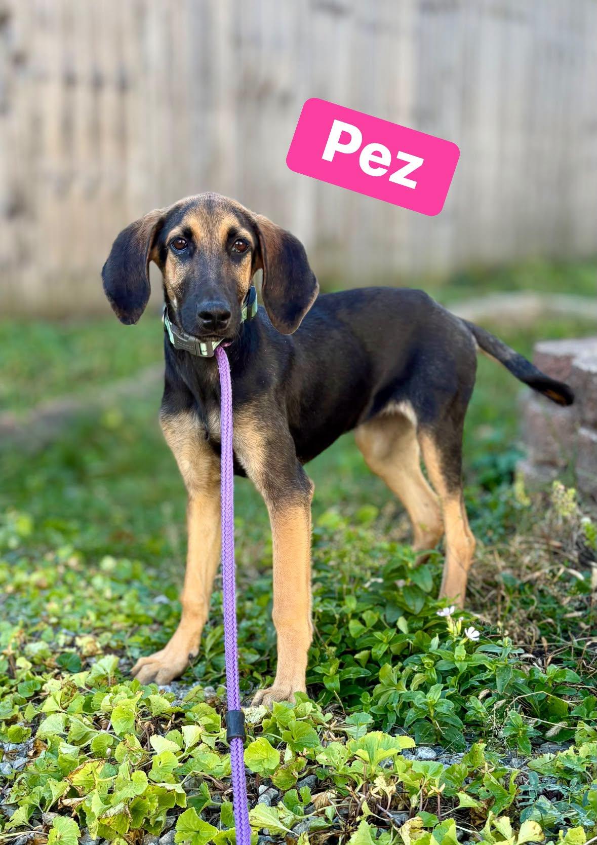 Pez, Adoptable, Puppy Female Black and Tan Coonhound & German Shepherd Dog.