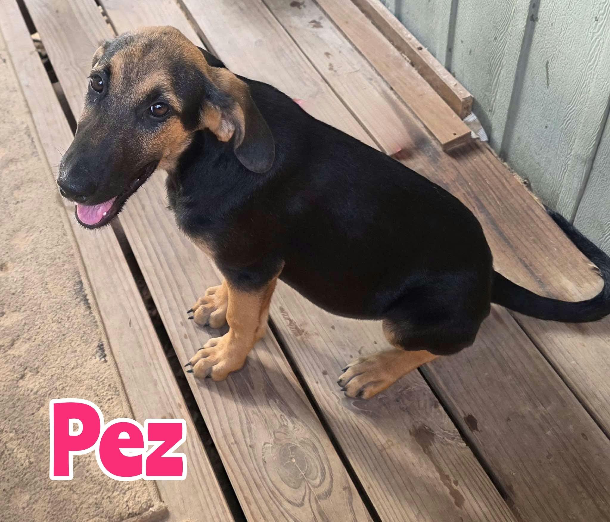 Enlarge Pez, a Adoptable mixed breed in New Baltimore, MI image 1/3