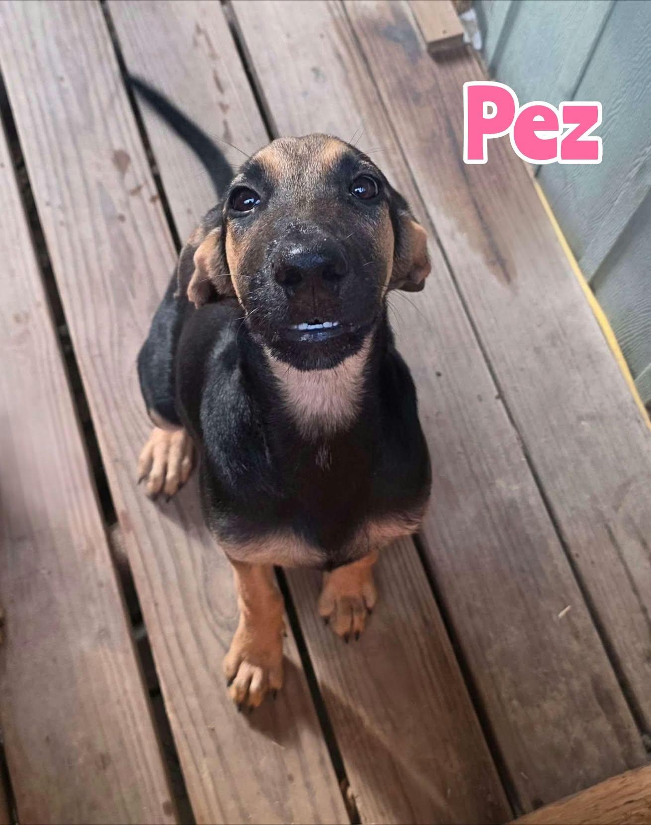Enlarge Pez, a Adoptable mixed breed in New Baltimore, MI image 2/3