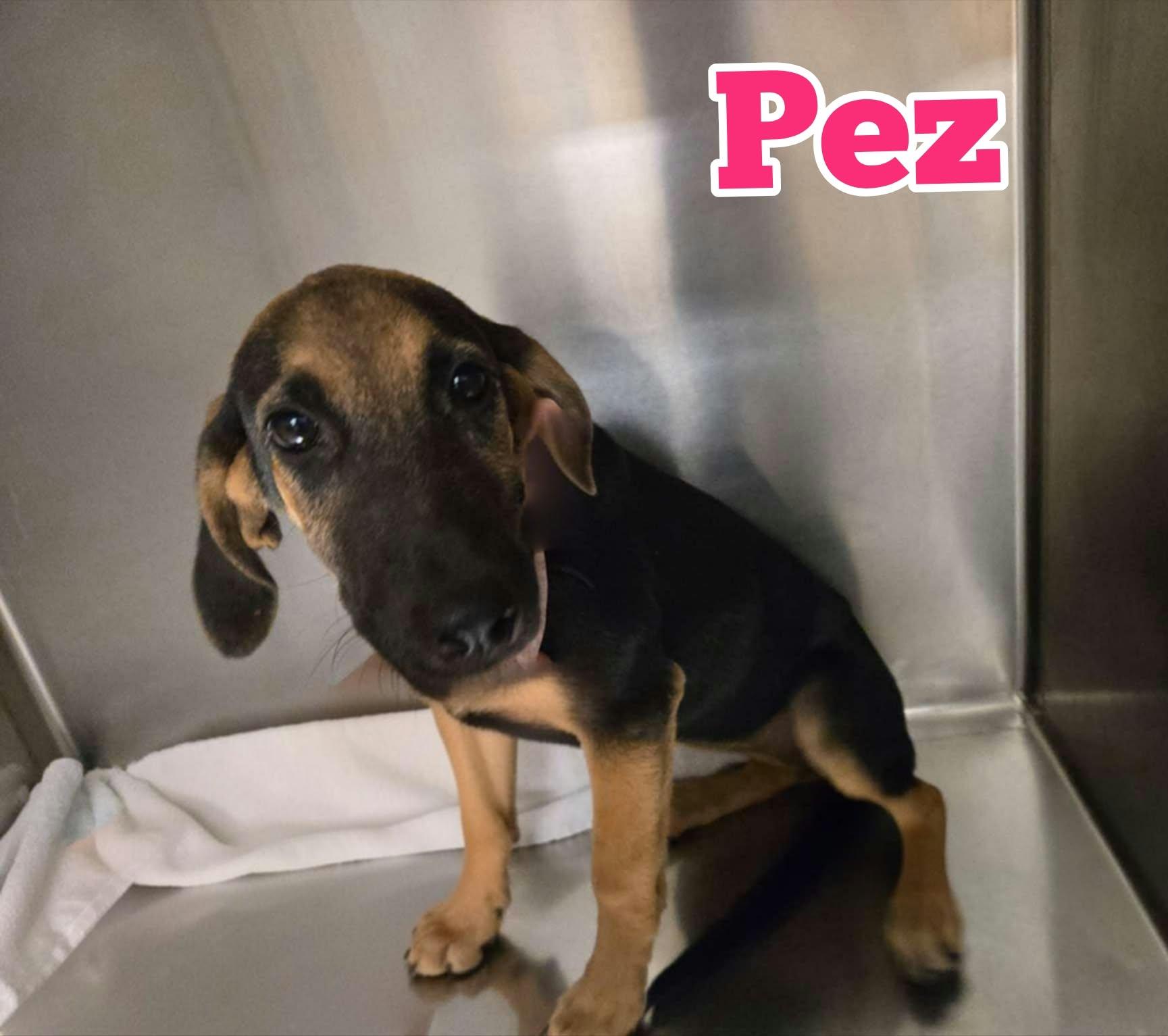 Enlarge Pez, a Adoptable mixed breed in New Baltimore, MI image 3/3