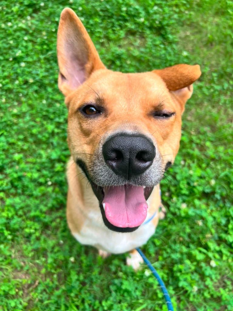 Larry, a Adoptable mixed breed in Raleigh, NC image 1/6
