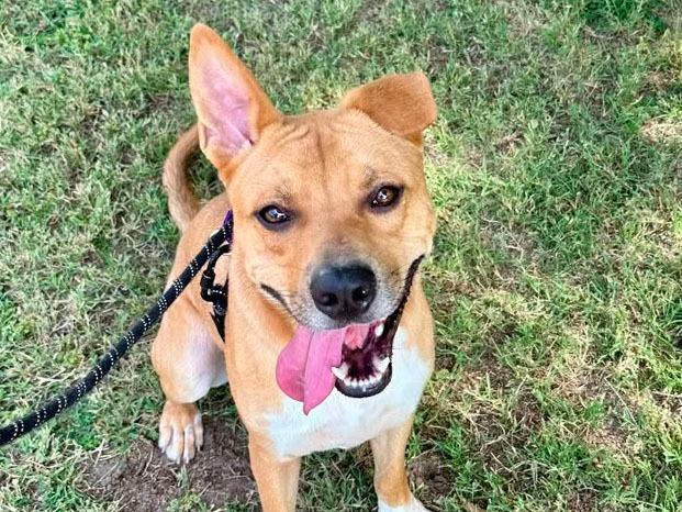 Larry, Adoptable, Young Male Mixed Breed.