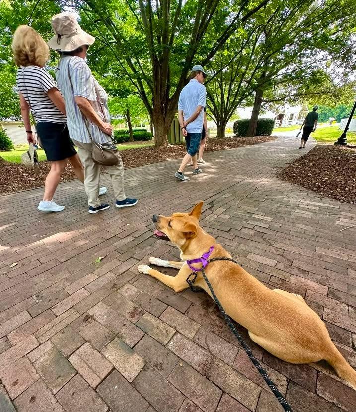 Enlarge Larry, a Adoptable mixed breed in Raleigh, NC image 2/6