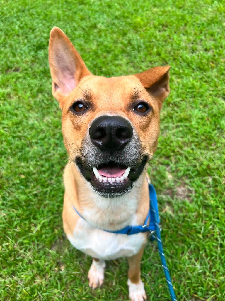 Larry, a Adoptable mixed breed in Raleigh, NC image 3/6