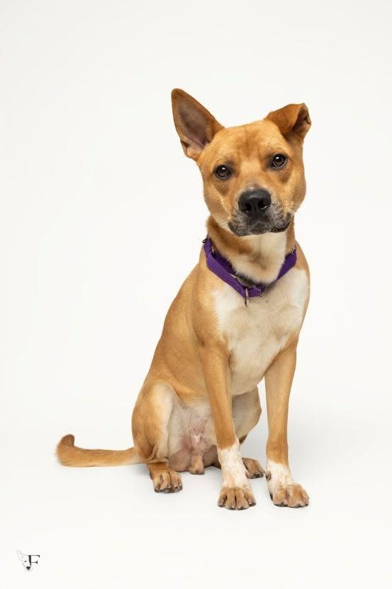 Enlarge Larry, a Adoptable mixed breed in Raleigh, NC image 3/6